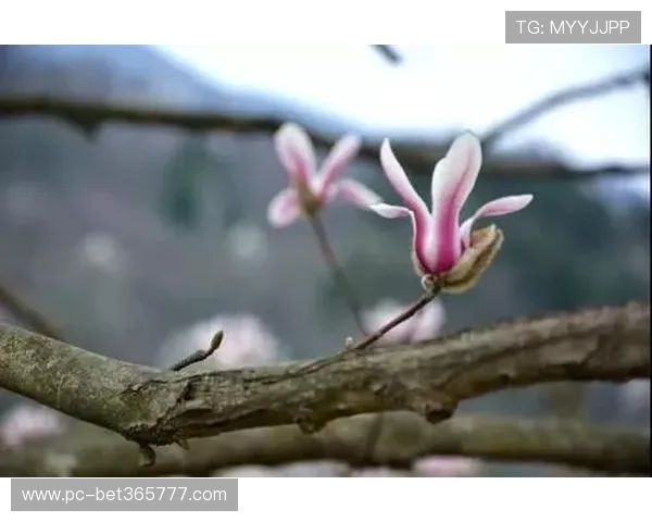 365备用网址更新，第一时间掌握最准确的最新路径信息